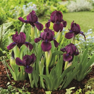 Irisan kerdil, Iris pumila - bunga ungu - Cherry Garden; iris kerdil - 