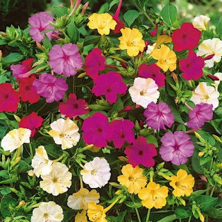 Marvel of Peru - Mirabilis Jalapa - pemilihan warna - pembibitan; jam empat semanggi - 
