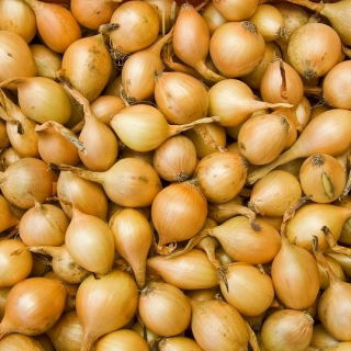 Bawang Spring Stuttgarter - 0,5 kg - 