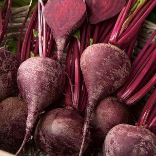 Pancar "Koyu Kırmızı Top" - 100 gr tohum - 5000 tohum - Beta vulgaris L. - tohumlar