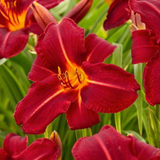 Daglilje Chicago Fire - Hemerocallis Chicago Fire