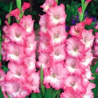 Cheops Gladiolus - 5 bebawang