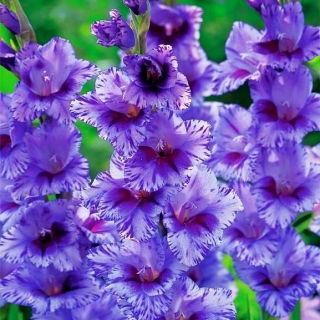 Gladiolus Passos - XXL - paquete de 5 piezas