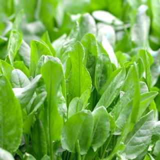 Sorrel "Lyoński" - 100 g - Rumex acetosa - semințe