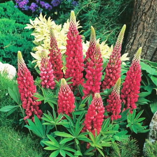 Lupino - My Castle - Lupinus polyphyllus - Maestose spighe cremisi, ideali per fiori recisi - Semi Freschi
