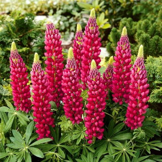 Lupino - The Pages - Lupinus polyphyllus - Espigas carmesí deslumbrantes, floración de verano a otoño - Semillas frescas