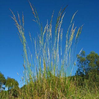 Festuca alta "Tomahawk" - variedad de césped - 5 kg - 