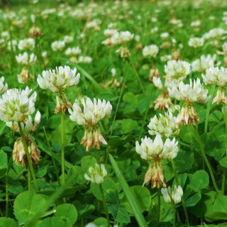 Trébol blanco "Romena" - 1 kg; Trébol holandés, trébol ladino - 