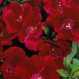 Sommerazalee, Godetia "Meteor" - karminrot 