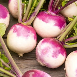 Turnip - Di Milano bianca a colletto viola - Early Bicolor Variety - Fresh Seeds