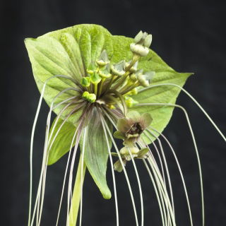 Schwarze Fledermausblume (Tacca chantrieri) "Green Isle" - 