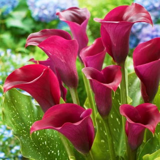 Arum lily "Saigon"; calla lily, calla - 