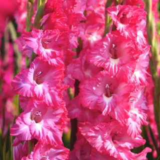 Gladiol merah muda berbunga keriting - 5 buah umbi seukuran XL - 