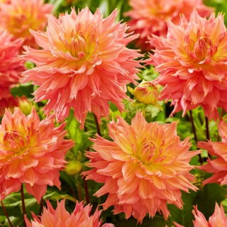 Dahlia "Omega" - 