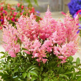 Astilbe "Darwins drøm" - lys rosa; falsk spirea