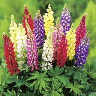 Staude Lupin - blanding - Lupinus polyphyllus - Spektakulære spir af farverige blomster! - Friske frø