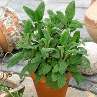 Hạt giống cây xô thơm - Salvia officinalis - 130 hạt giống