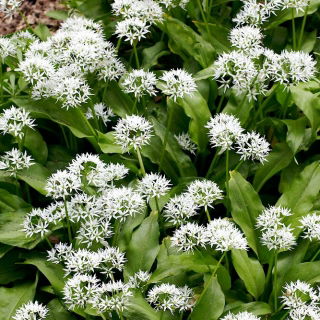 Bärlauch - Allium ursinum - Nährstoffreiche Blätter, voller Vitamin C - Samen