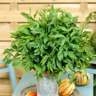 Liperi - 130 siemenet - Levisticum officinale