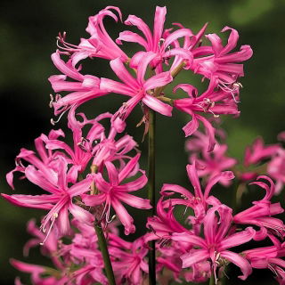 Nerine Bowdenii - 2 יח '; שושן של קורניש, פרח של כף, שושן של גרנזי, שושן של באודאן