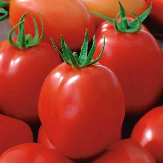 Tomate - Sokal -  Lycopersicon esculentum - graines