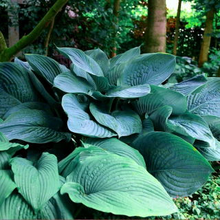 Árnyliliom - Empress Wu - Hosta