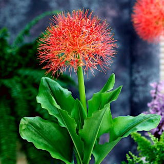 Haemanthus Multiflorus
