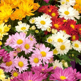 Indická chryzantéma s dvojitými květy - 120 semen - Chrysanthemum indicum - semena