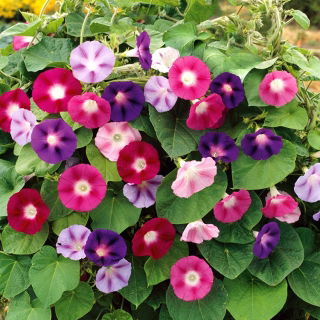 Pragtsnerle - Ipomoea tricolor - Hurtigtvoksende, klatrer op til 3,5 meter - Friske frø
