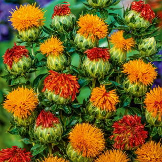 Safflower - Mixed - Carthamus tinctorius - Ideal for Cut Flowers & Dried Arrangements - Fresh Seeds