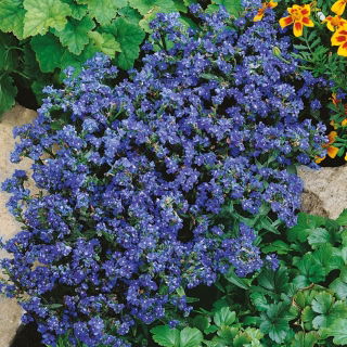 Sommer glemme-meg-ikke frø - Anchusa capensis - 250 frø