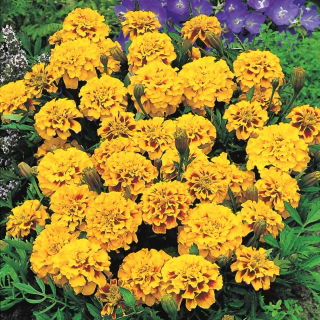 French Marigold - Aurora Yellow Fire - Tagetes patula - Bold, Sun-Loving Blooms, Ideal for Pots - Fresh Seeds