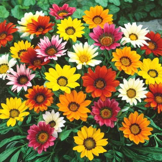 Gazanie - Chansonette - Gazania rigens - Flori multicolore spectaculoase - Semințe proaspete