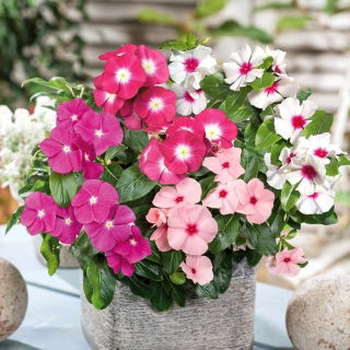 Rózsameténg - színkeverék - Catharanthus roseus - Kifinomult fehér és rózsaszín virágok - Friss vetőmagok