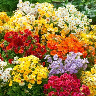 Nemesia 'Carnival Mix' seemned - Nemesia strumosa - 1500 seemet - Nemezis strumosa