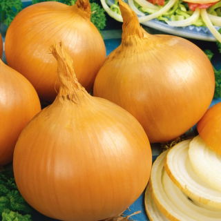 Soğan "Sarı Tatlı İspanyol" - tatlı, İberik soğan - 1250 tohum - Allium cepa L. - tohumlar