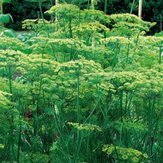 Záhradný kôpor "Tetra" - najlepšia odroda pre skorý zelený zber - 2800 semien - Anethum graveolens L. - semená