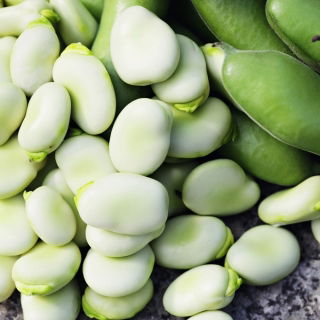Puffbohne 'Yankel White' - 500 g; Dicke Bohne, Ackerbohne, Saubohne, Schweinsbohne, Favabohne, Pferdebohne