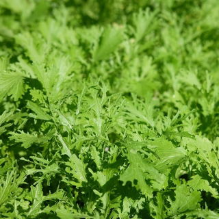 Legucha - Mostaza de hoja - Fizzy Joe - Brassica rapa var. japonica - semillas