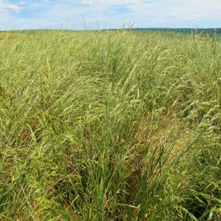 Festuca de pradera "Pasja" - 5 kg - 
