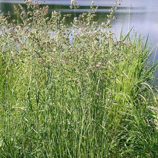 Gewöhnliche Knäuelgras "Berta" - 5 kg