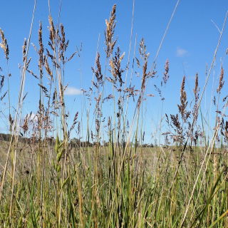 Kentucky bluegrass "Balin" fodersort - 5 kg; slät änggräs, vanligt änggräs - 