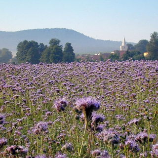 Kanten phacelia "Stala" - 10 kg; blauw boerenwormkruid, paars boerenwormkruid - 
