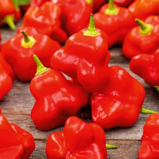 Paprika pálivá - Okrasny zvonek - Pálivá jihoamerická odrůda - Čerstvá semena