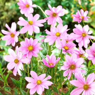 Cosmos roz deschis "Flamingo"