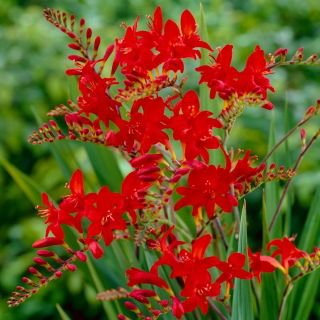 Crocosmia "Lucifer" - merah tua - 10 pcs; montbretia - 