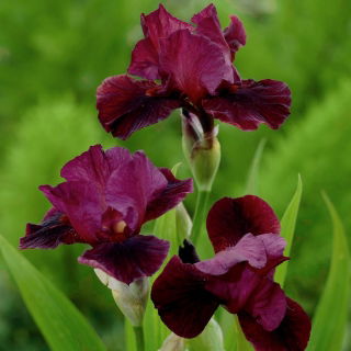 Iris "Morgenshow"; Bartiris - 