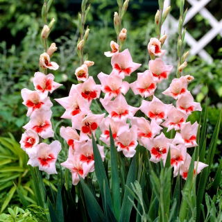 Gladiolus "Shocking" - 5 τεμ - 
