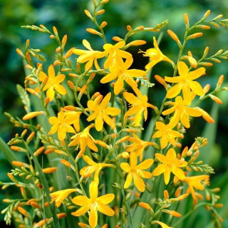 Crocosmia "Davidson" - vàng - 10 chiếc; montbretia - 