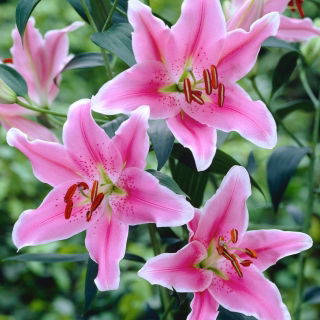 Lily "Sorbonne"